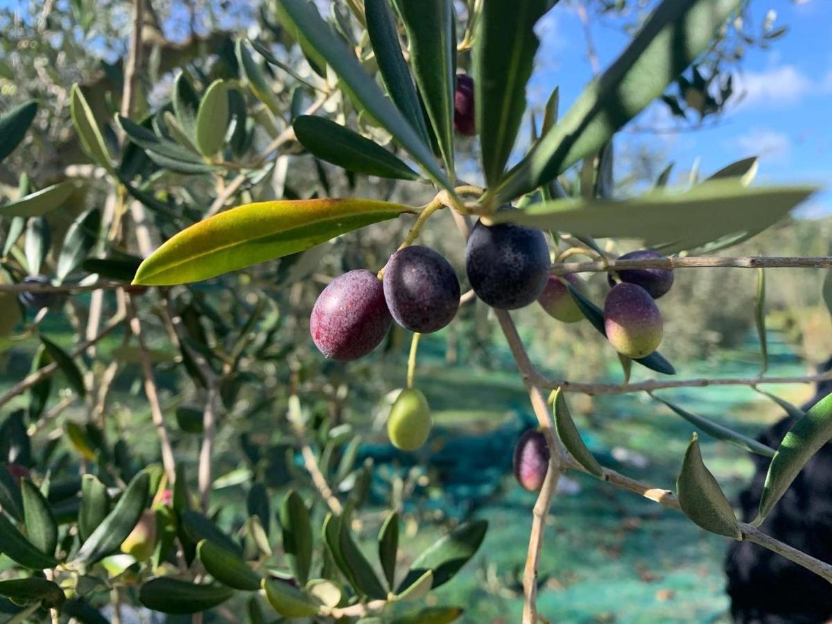 Commuoversi Ssa - Azienda Agricola Hotel Usigliano Luaran gambar